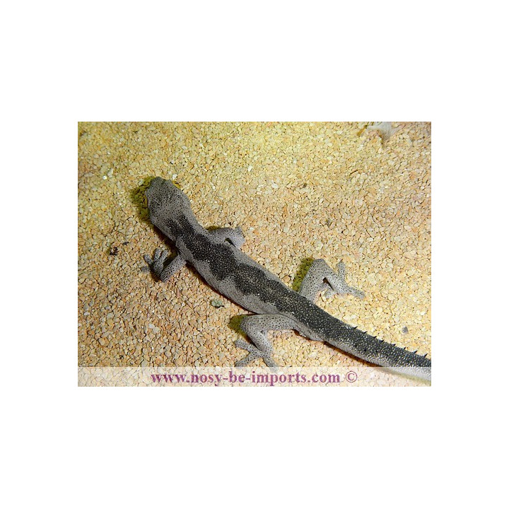Strophurus spinigerus