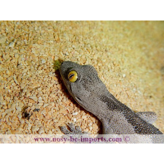 Strophurus spinigerus