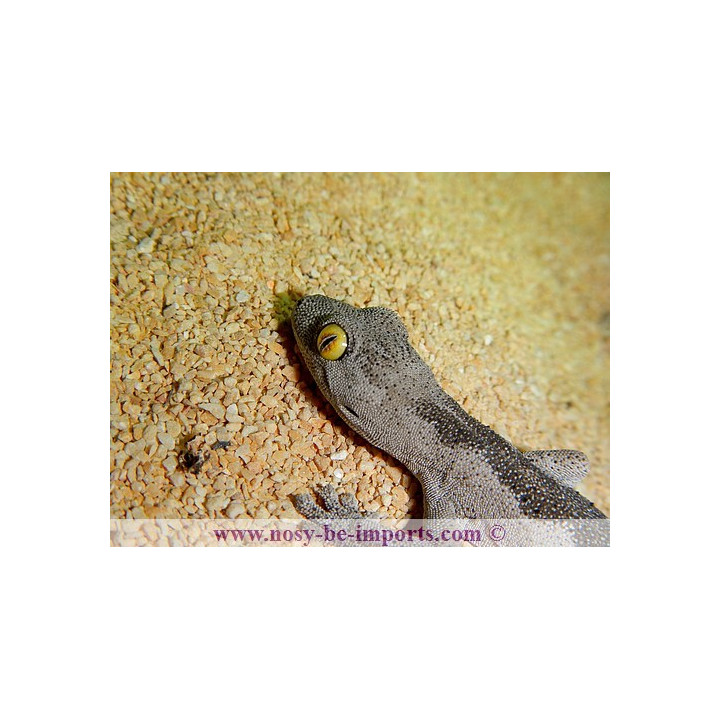 Strophurus spinigerus