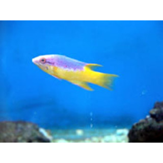 Bodianus rufus