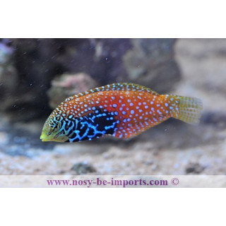 Macropharyngodon bipartitus
