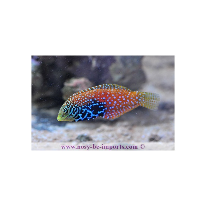 Macropharyngodon bipartitus