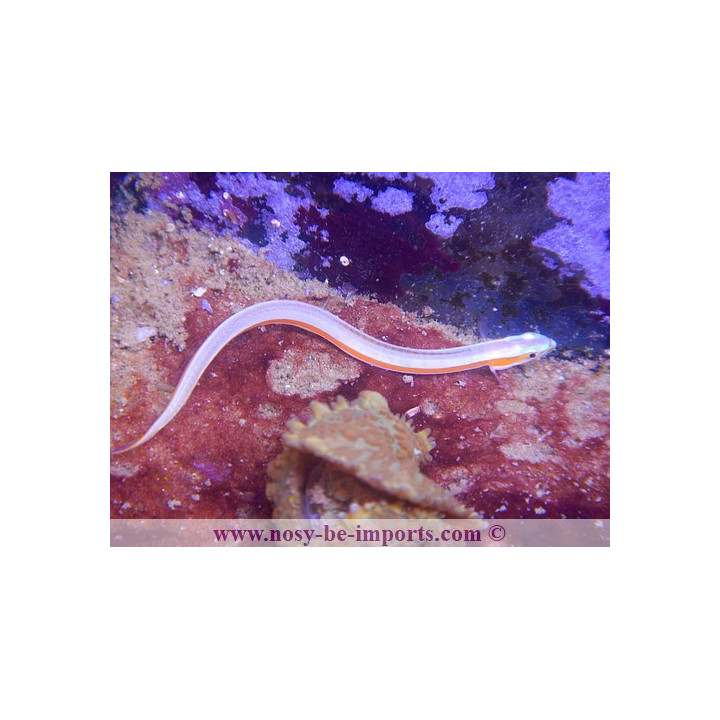 Gunnelichthys curiosus