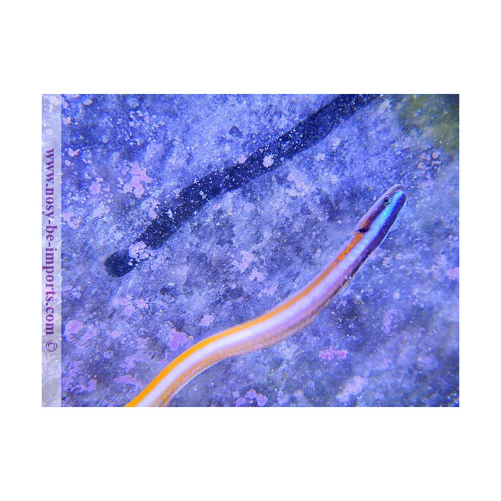 Gunnelichthys curiosus