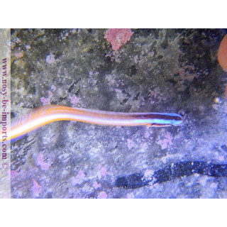 Gunnelichthys curiosus