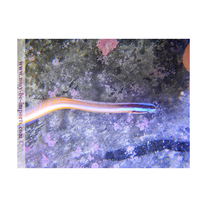 Gunnelichthys curiosus