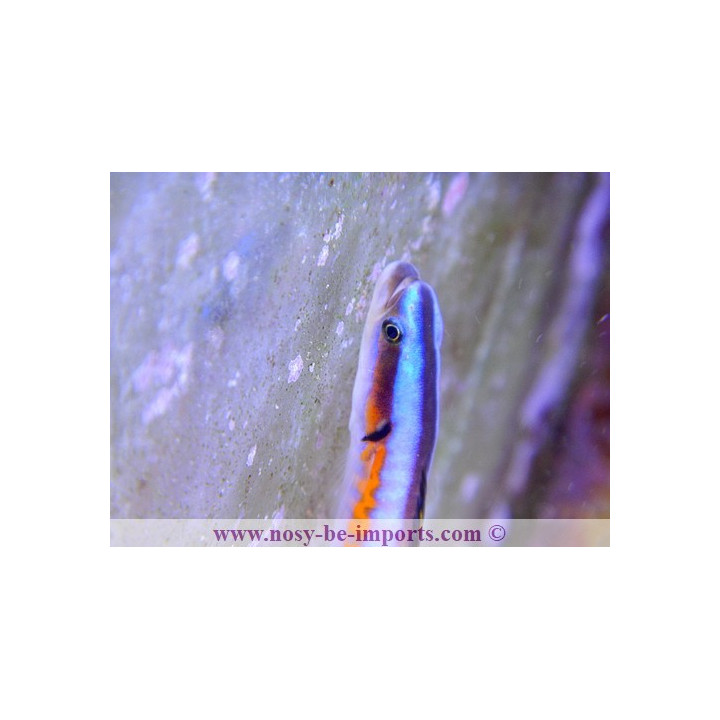 Gunnelichthys curiosus