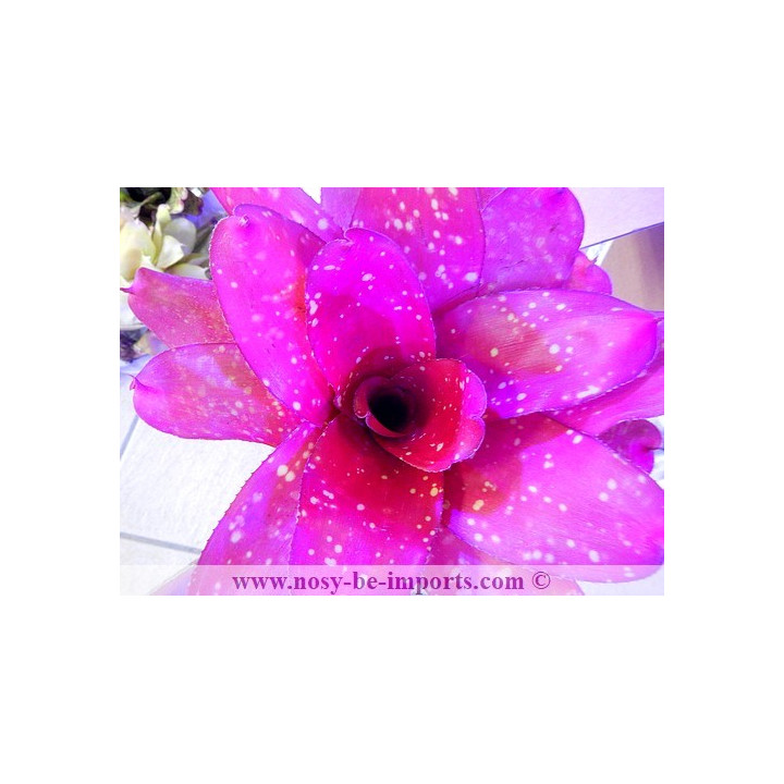 Neoregelia sp. colorées
