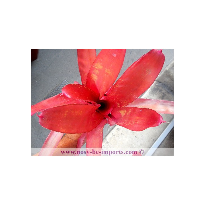 Neoregelia sp. colorées
