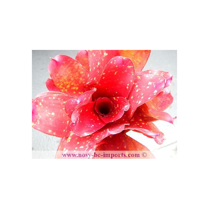 Neoregelia sp. colorées