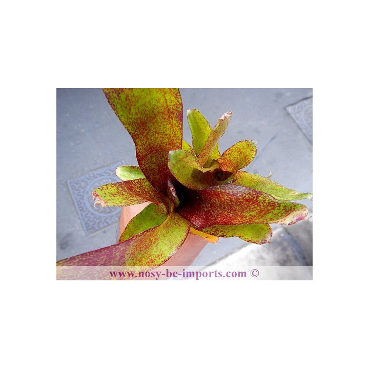 Neoregelia sp. colorées