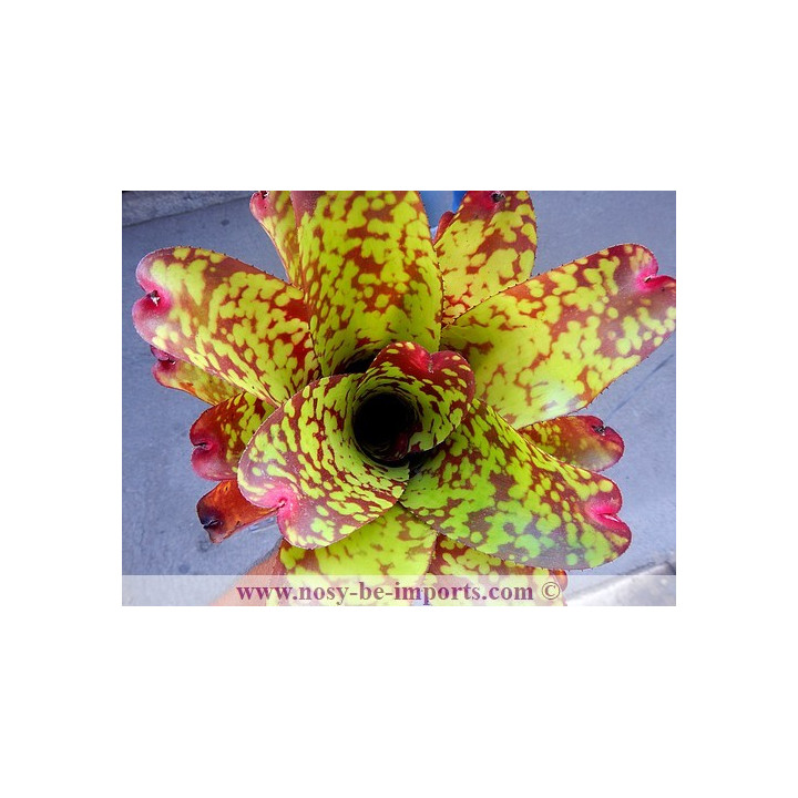 Neoregelia sp. colorées