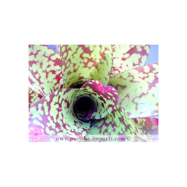 Neoregelia sp. colorées