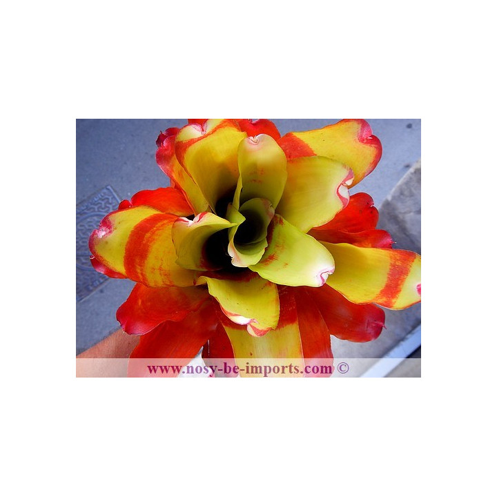 Neoregelia sp. colorées