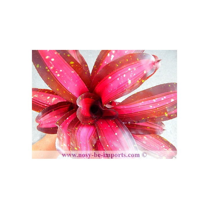 Neoregelia sp. colorées