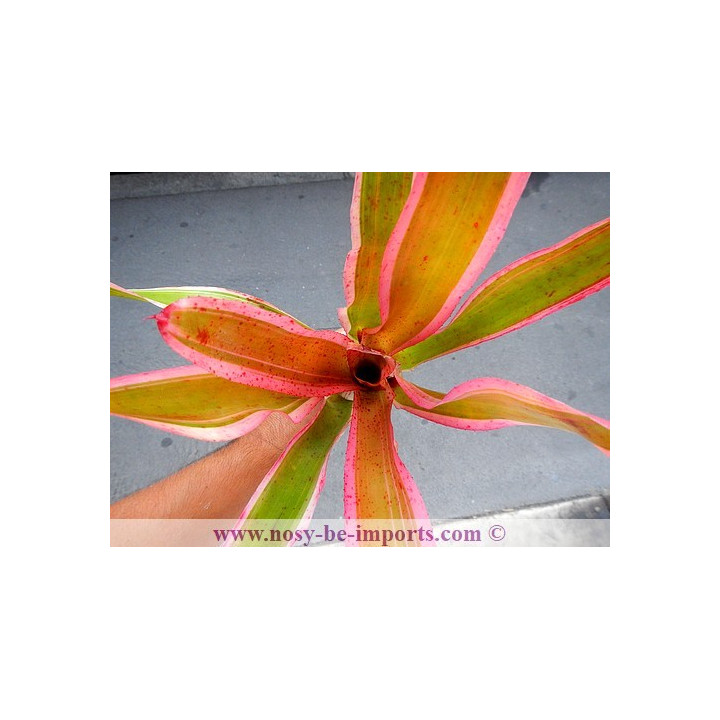 Neoregelia sp. colorées