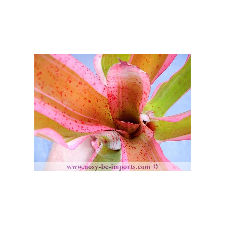 Neoregelia sp. colorées