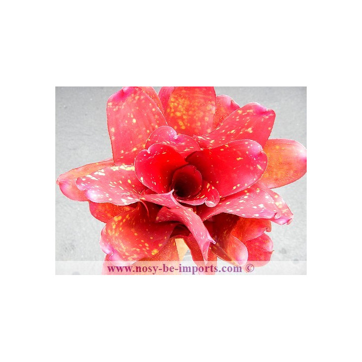 Neoregelia sp. colorées