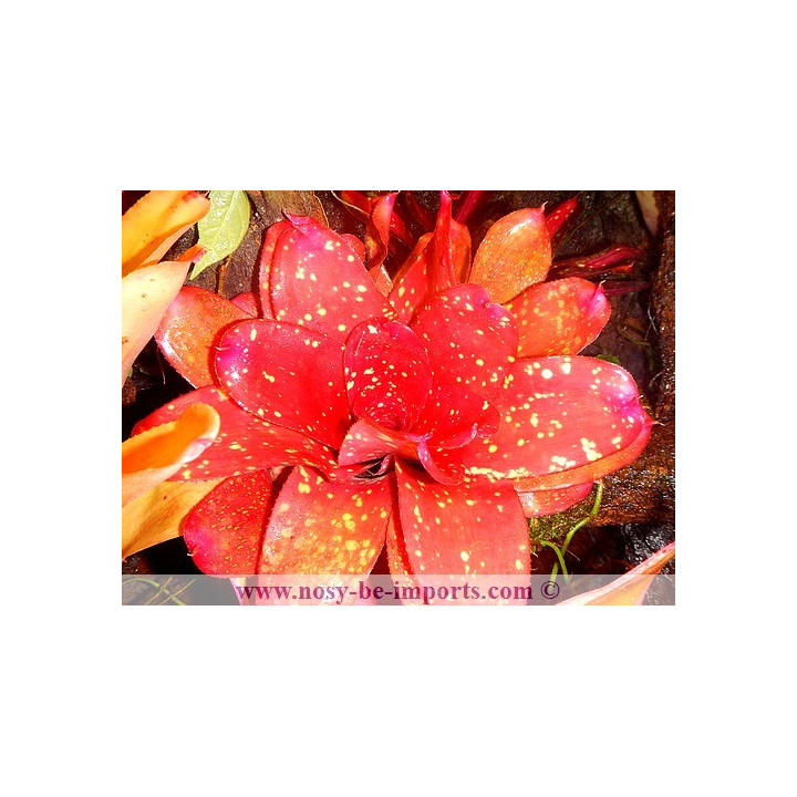 Neoregelia sp. colorées