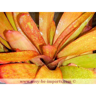 Neoregelia sp. colorées