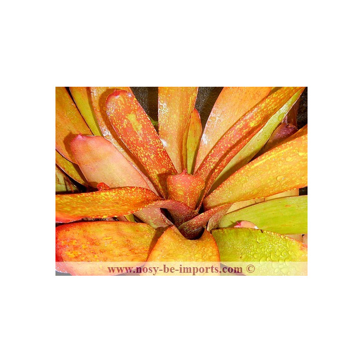 Neoregelia sp. colorées