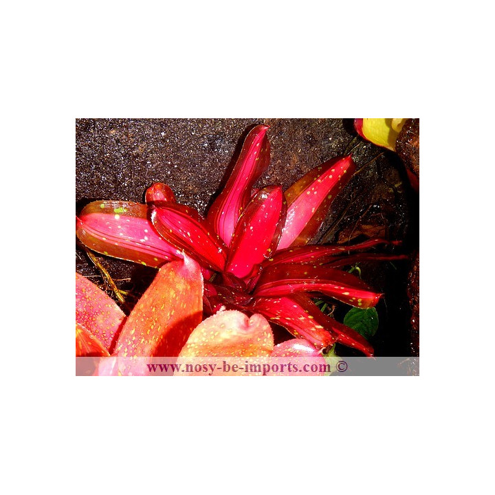Neoregelia sp. colorées