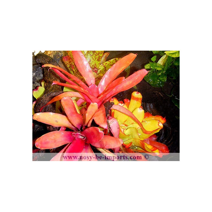 Neoregelia sp. colorées