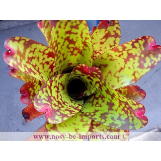 Neoregelia sp. "Tequila"