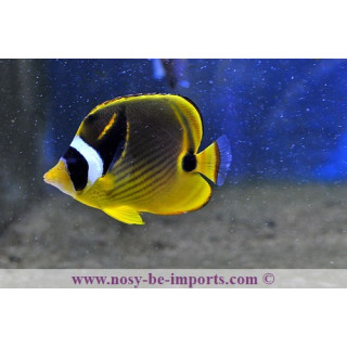 Chaetodon lunula