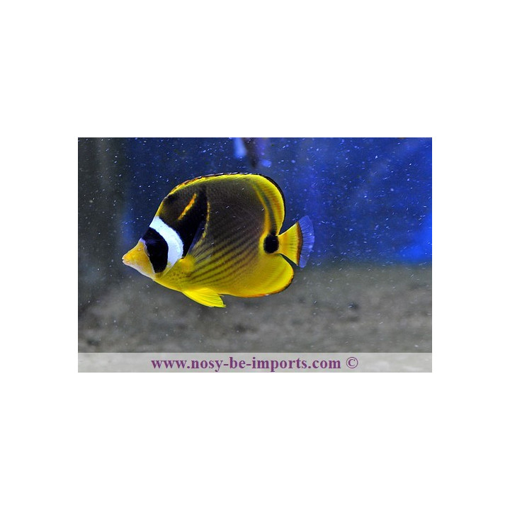 Chaetodon lunula