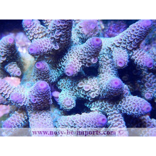 Acropora spathulata