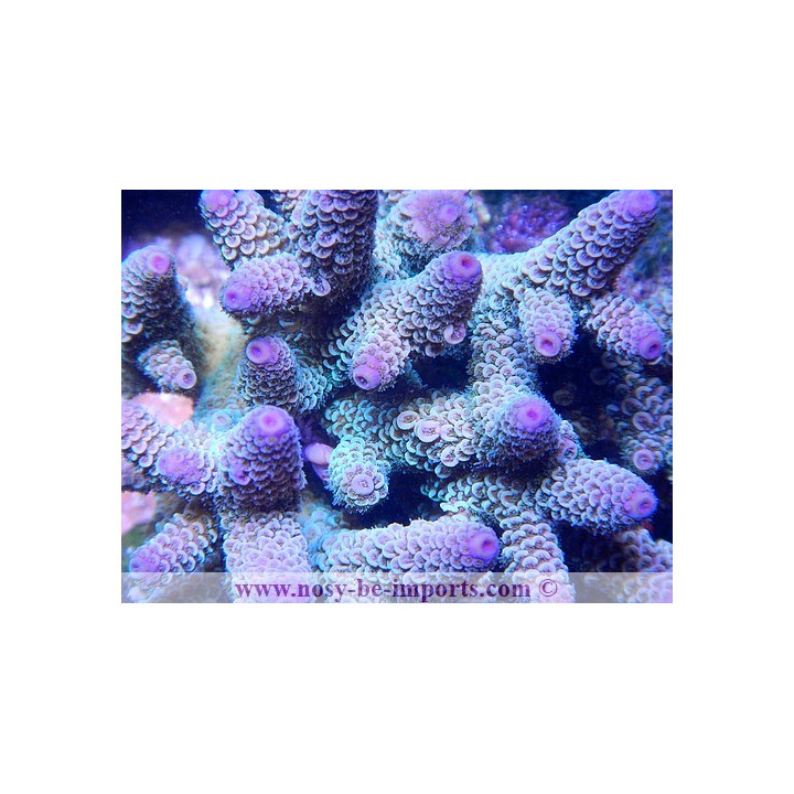Acropora spathulata
