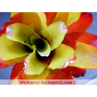 Neoregelia sp. "Lamberts pride"