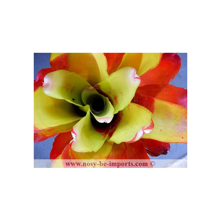 Neoregelia sp. "Lamberts pride"