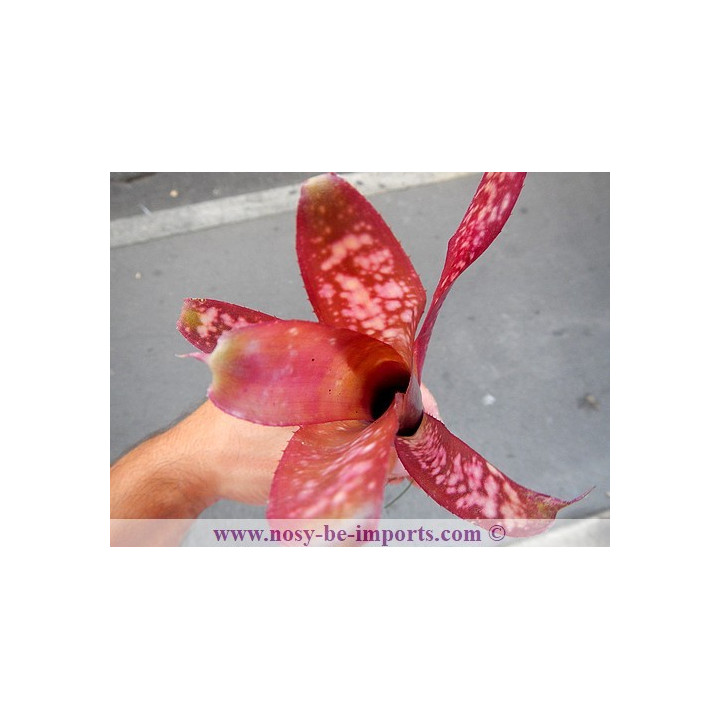 Billbergia sp. Hallelujah