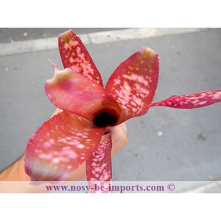 Billbergia sp. Hallelujah