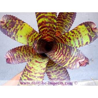 Neoregelia sp. Hannibal Lecter