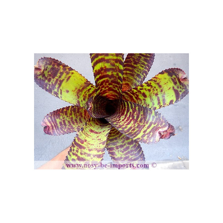 Neoregelia sp. Hannibal Lecter