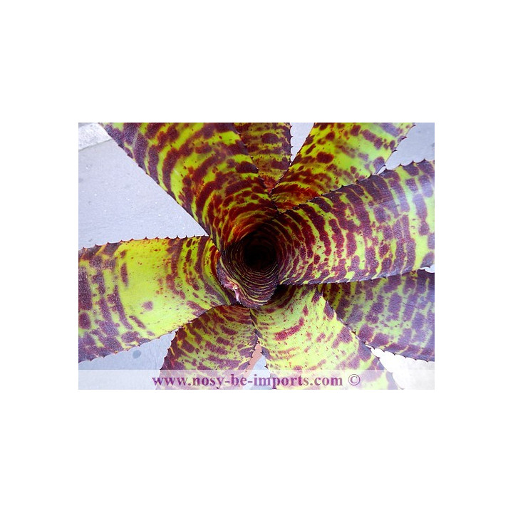 Neoregelia sp. Hannibal Lecter