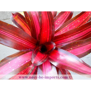 Neoregelia sp. "Margaret"