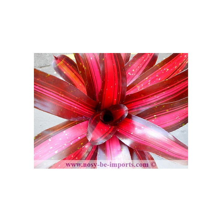 Neoregelia sp. "Margaret"