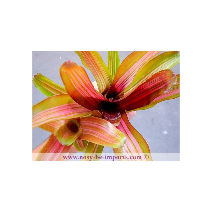 Neoregelia sp. "Iris"