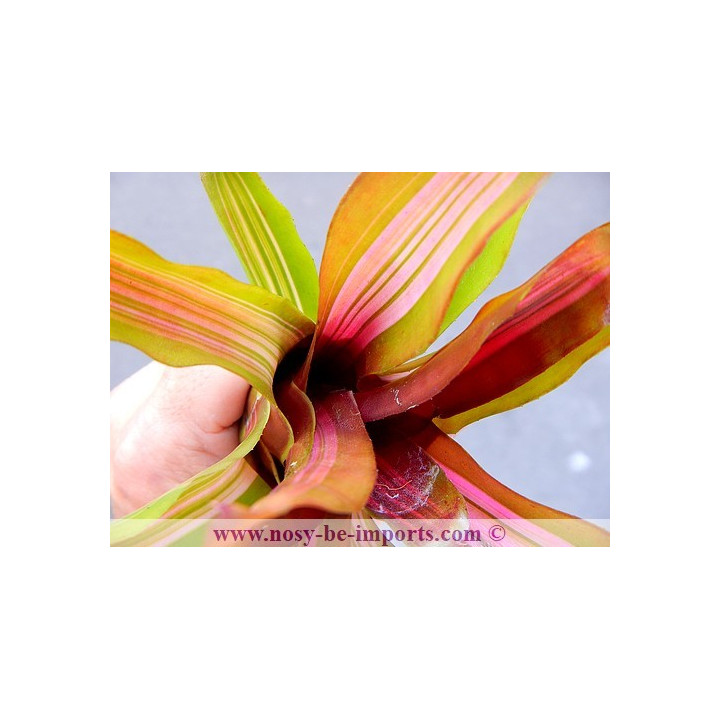 Neoregelia sp. "Iris"
