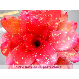 Neoregelia sp. "Monet"