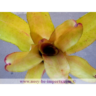 Neoregelia sp. "Patricia"