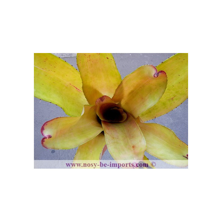 Neoregelia sp. "Patricia"