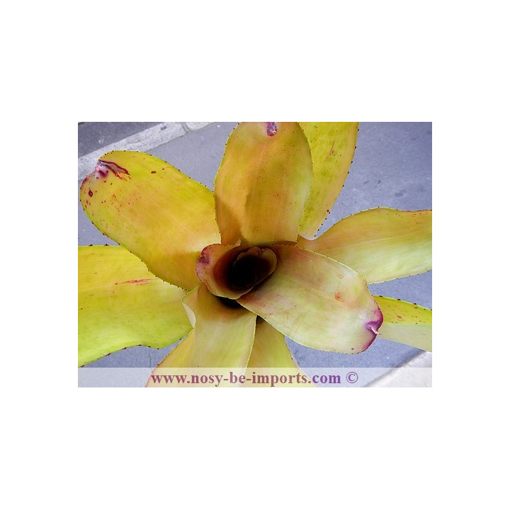 Neoregelia sp. "Patricia"