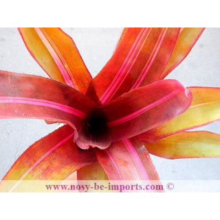 Neoregelia sp. "Perfection"