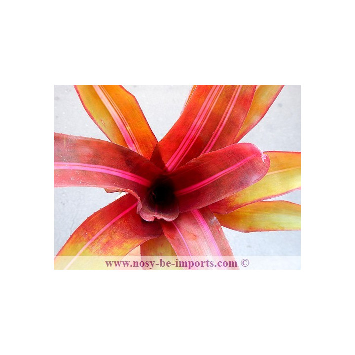 Neoregelia sp. "Perfection"