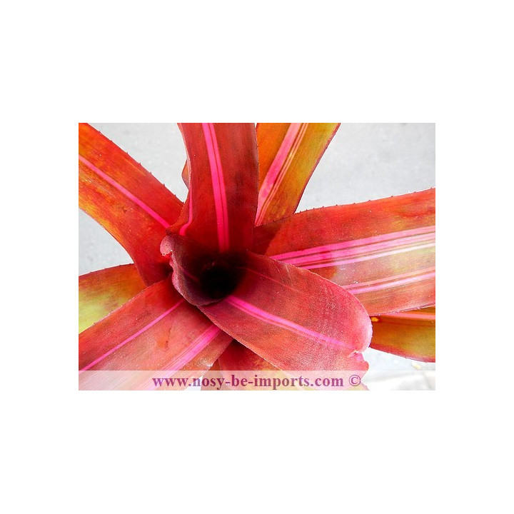 Neoregelia sp. "Perfection"